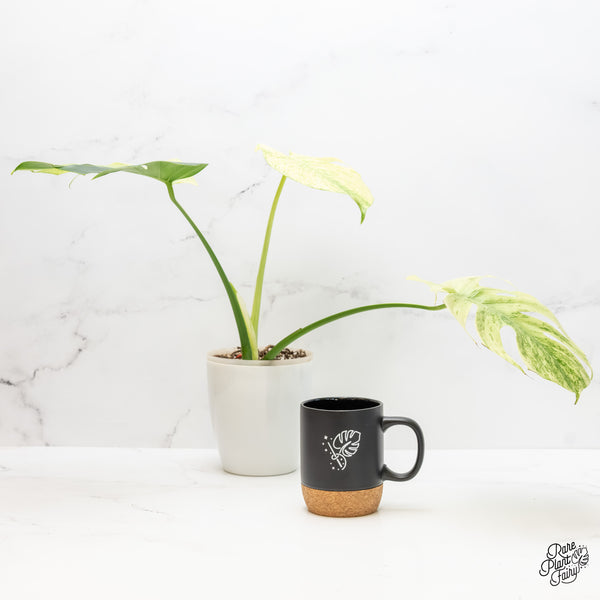 Monstera Deliciosa 'White Tear' (wk4-UJ)