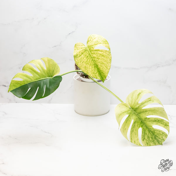 Monstera Deliciosa 'White Tear' (wk4-UJ)