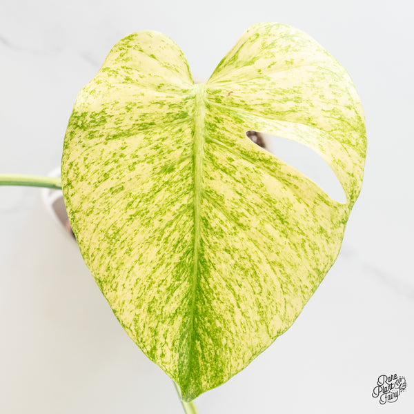 Monstera Deliciosa 'White Tear' (wk4-UJ)