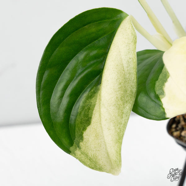 Monstera 'Acacoyaguensis' Albo Variegated *Sectoral* (wk48-D)