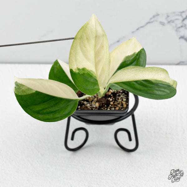 Monstera 'Acacoyaguensis' Albo Variegated *Sectoral* (wk48-D)