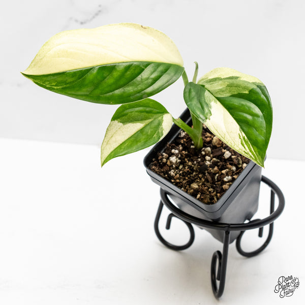 Monstera Acacoyaguensis Albo Variegated *Sectoral* (wk4-A)