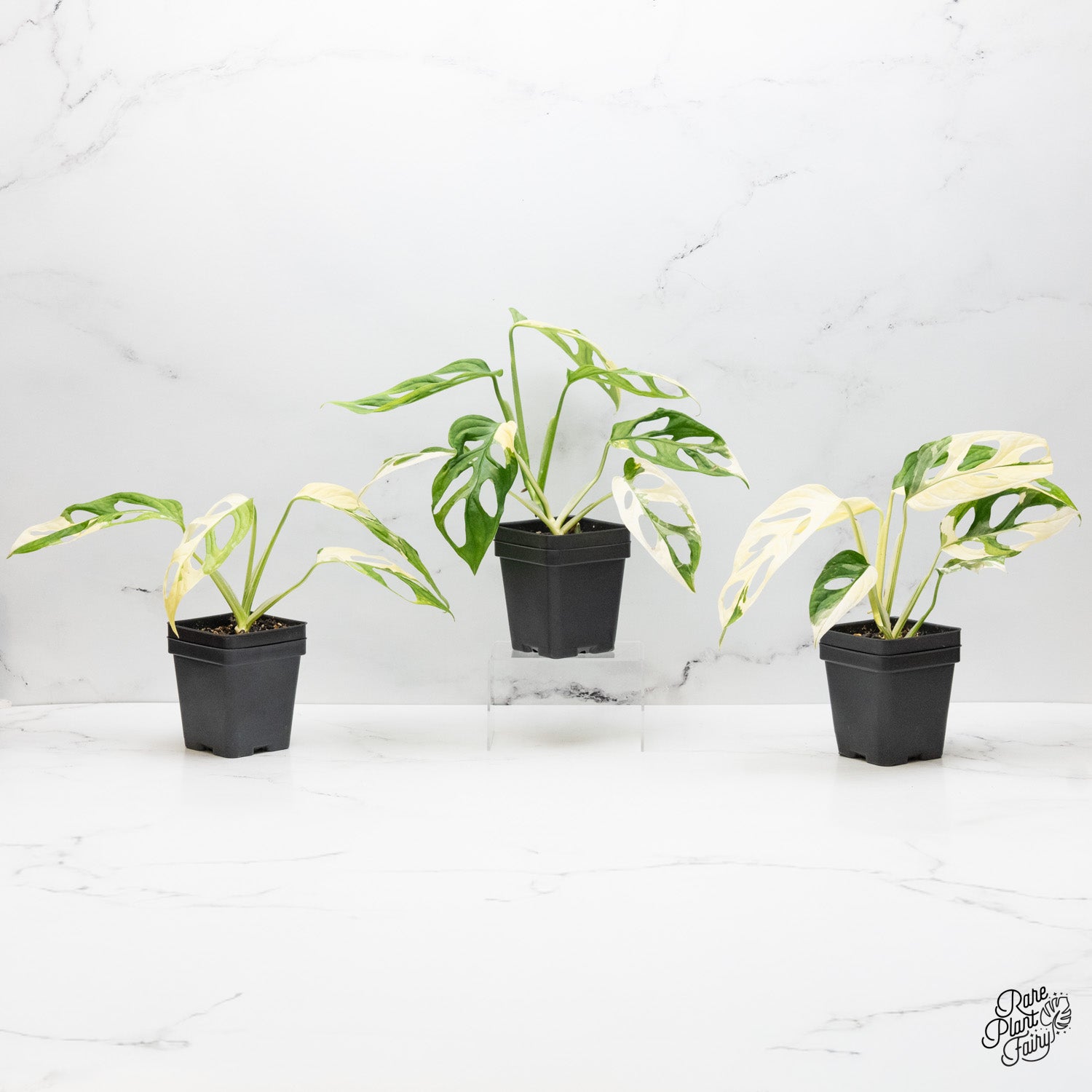 large monstera adansonii for sale Monstera Adansonii Albo Variegated (Large Form) *Grower's Choice*