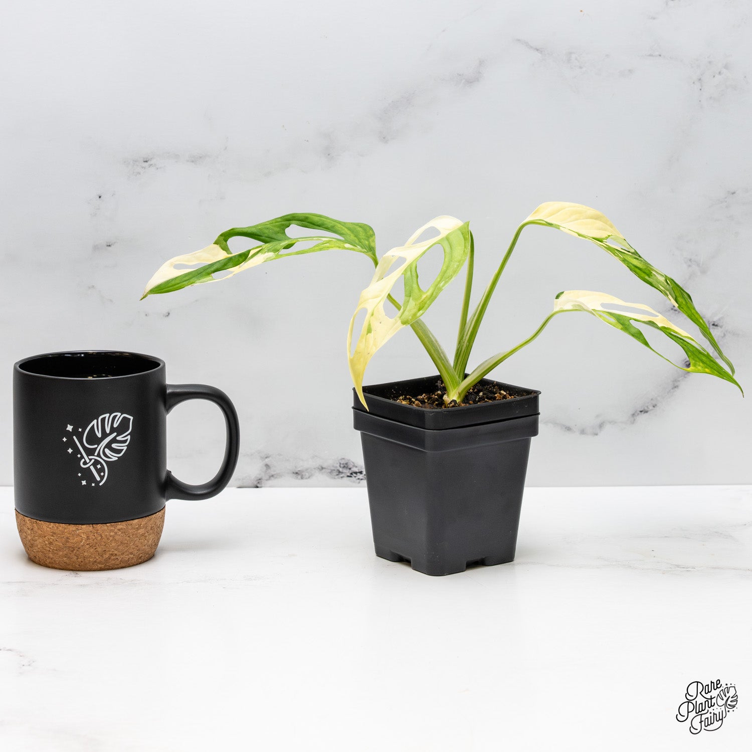 monstera adansonii albo price Monstera Adansonii Albo Variegated (Large Form) *Grower's Choice*