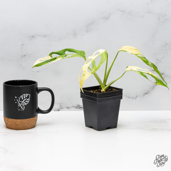 Monstera Adansonii Albo Variegated (Large Form) *Grower's Choice*