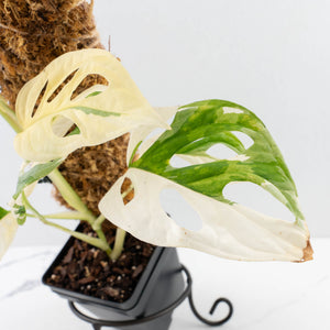 Monstera adansonii albo variegated *Large Form* (wk30-O)