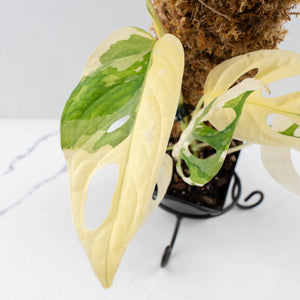 Monstera adansonii albo variegated *Large Form* (wk30-O)