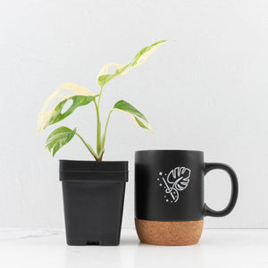 Monstera adansonii albo variegated *Large Form* (wk34-L84)