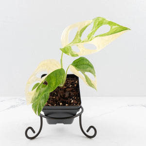 Monstera adansonii albo variegated *Large Form* (wk34-L84)