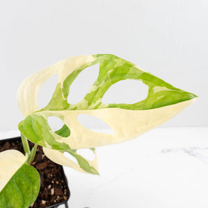 Monstera adansonii albo variegated *Large Form* (wk34-L84)