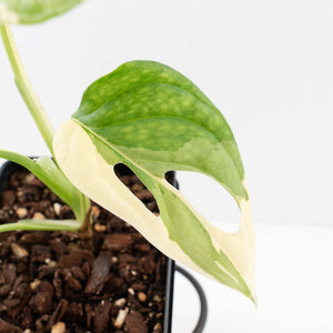 Monstera adansonii albo variegated *Large Form* (wk34-L84)