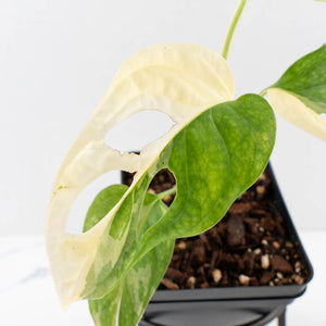 Monstera adansonii albo variegated *Large Form* (wk34-L84)