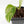 Monstera adansonii albo variegated *Large Form* (wk34-L84)