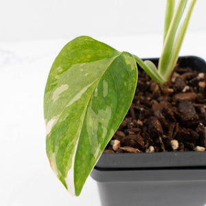 Monstera adansonii albo variegated *Large Form* (wk34-L84)