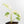 Monstera adansonii albo variegated *Large Form* (wk34-L84)