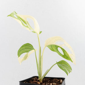 Monstera adansonii albo variegated *Large Form* (wk34-L84)