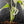 Monstera adansonii albo variegated *Large Form* (wk41-L84)