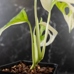 Monstera adansonii albo variegated *Large Form* (wk41-L84)