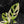 Monstera adansonii albo variegated *Large Form* (wk41-L84)