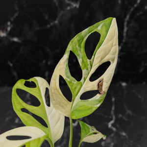 Monstera adansonii albo variegated *Large Form* (wk41-L84)
