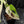 Monstera adansonii albo variegated *Large Form* (wk41-L84)