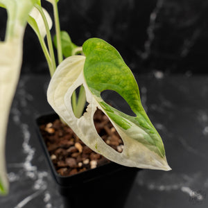 Monstera adansonii albo variegated *Large Form* (wk41-L84)