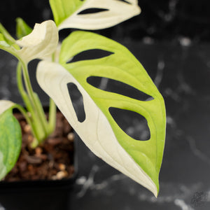 Monstera adansonii albo variegated *Large Form* (wk41-L84)