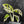 Monstera adansonii albo variegated *Large Form* (wk41-L84)