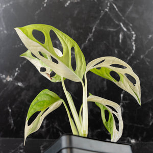 Monstera adansonii albo variegated *Large Form* (wk41-L84)