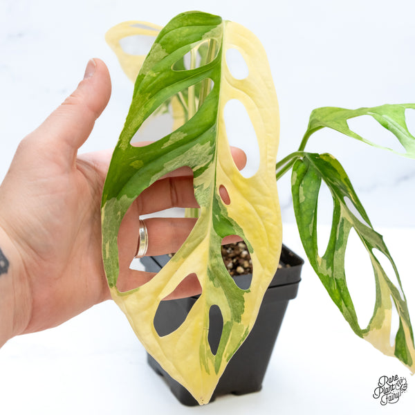 Monstera Adansonii Albo Variegated (Large Form/Indo Form) (wk44-E)