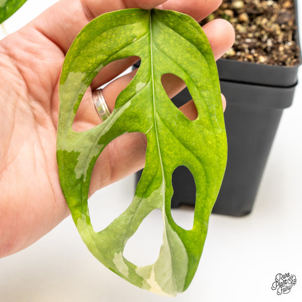 Monstera Adansonii Albo Variegated (Large Form/Indo Form) (wk44-E)