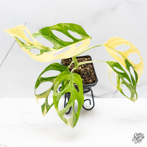 Monstera Adansonii Albo Variegated (Large Form/Indo Form) (wk44-E)