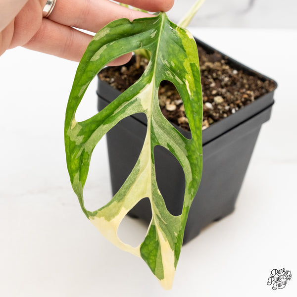 Monstera Adansonii Albo Variegated (Large Form/Indo Form) (wk44-E)