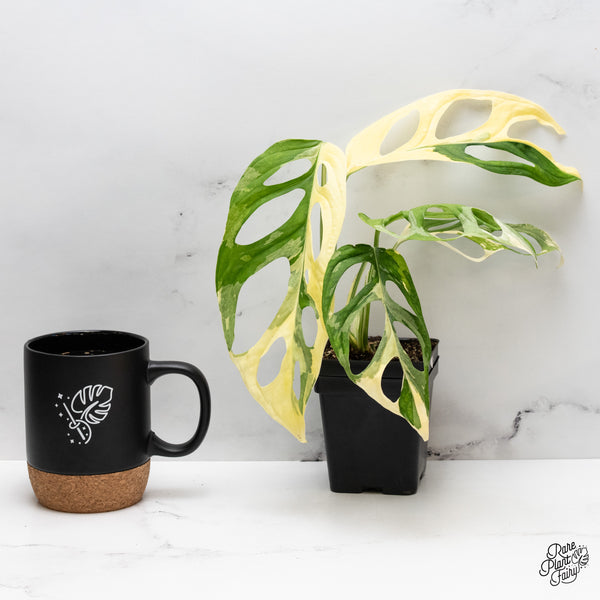 Monstera Adansonii Albo Variegated (Large Form/Indo Form) (wk44-E)