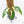 Monstera adansonii albo variegated *Large Form* (wk19-F)