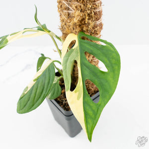 monstera adansonii kopen Monstera adansonii albo variegated *Large Form* (wk19-F)