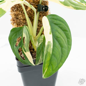 Monstera adansonii albo variegated *Large Form* (wk19-F)