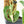Monstera adansonii albo variegated *Large Form* (wk19-F)