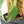 Monstera adansonii albo variegated *Large Form* (wk19-F)