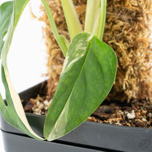 Monstera adansonii albo variegated *Large Form* (wk19-F)