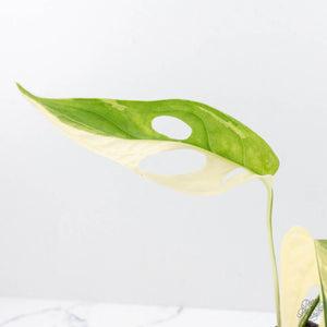 Monstera adansonii albo variegated *Large Form* (wk22-B)