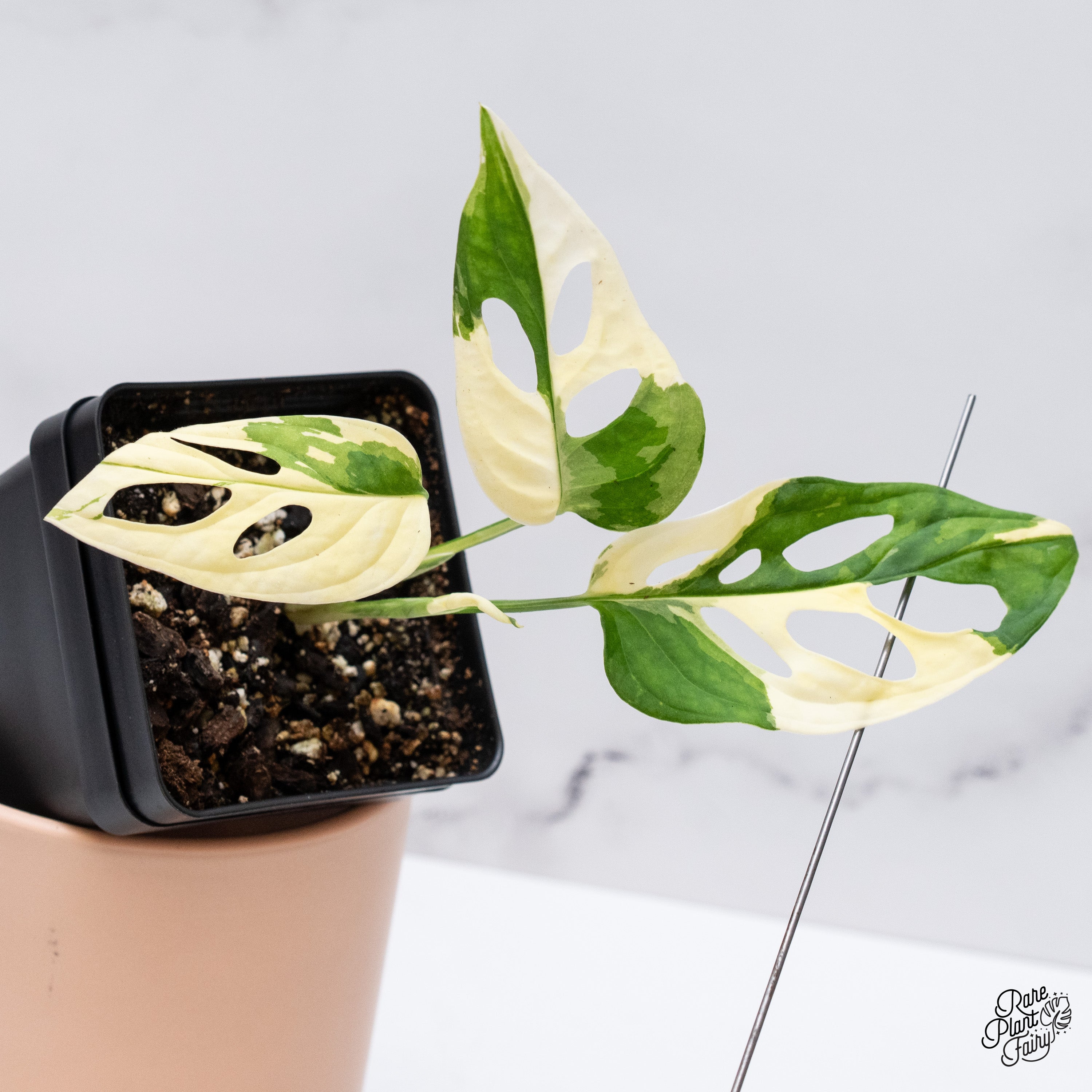 19)Monstera adansonii variegated モンステラ アダンソニー