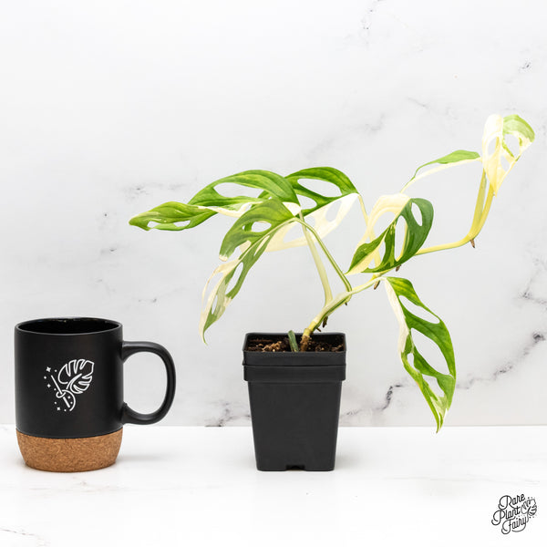 Monstera Adansonii Albo Variegated (Large Form/Indo Form) (wk45-I)