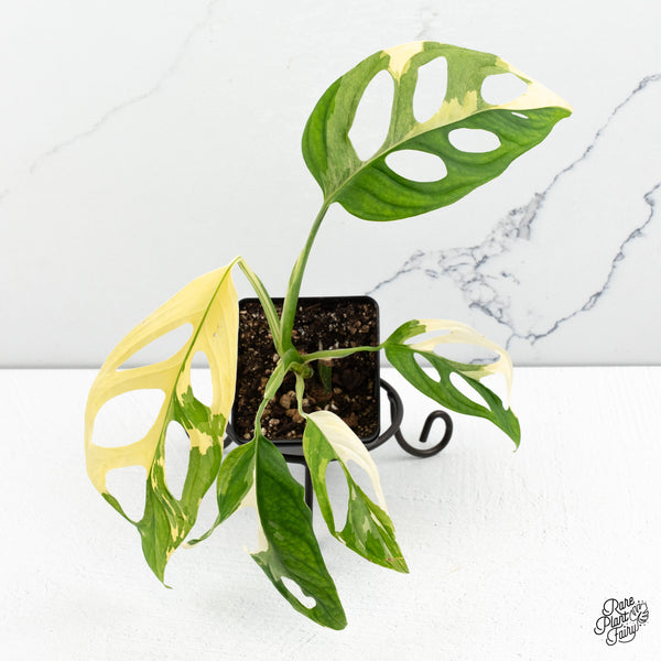 Monstera Adansonii Albo Variegated (Large Form) (wk48-E)