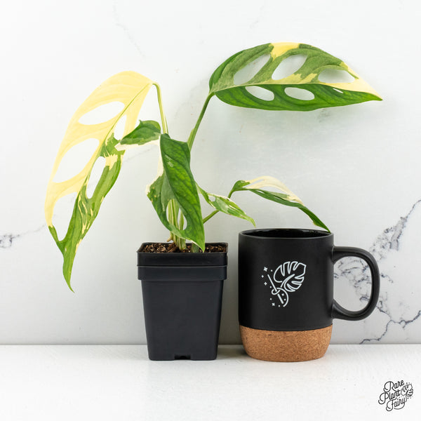 Monstera Adansonii Albo Variegated (Large Form) (wk48-E)