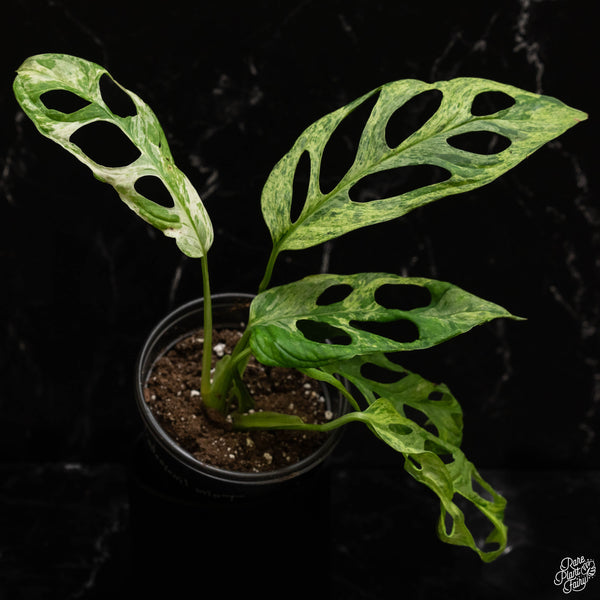 Monstera Adansonii Mint Variegated (Indo Form) *Grower's Choice* – Rare  Plant Fairy