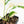 Monstera Adansonii 'Double Windows' Albo Variegated (Commonly Labeled as Monstera Acuminata Albo) (wk29-C)