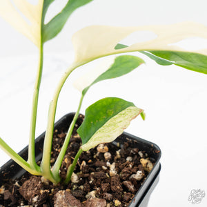 Monstera Adansonii 'Double Windows' Albo Variegated (Commonly Labeled as Monstera Acuminata Albo) (wk29-C)