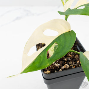 Monstera Adansonii 'Double Windows' Albo Variegated (Commonly Labeled as Monstera Acuminata Albo) (wk29-C)