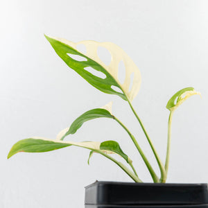 Monstera Adansonii 'Double Windows' Albo Variegated (Commonly Labeled as Monstera Acuminata Albo) (wk29-C)